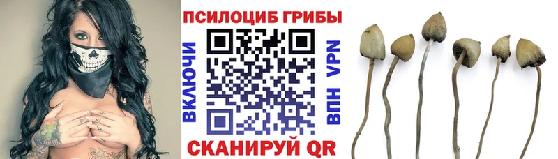 Купить где  Железногорск-Илимский  Псилоцибиновые грибы Cubensis 